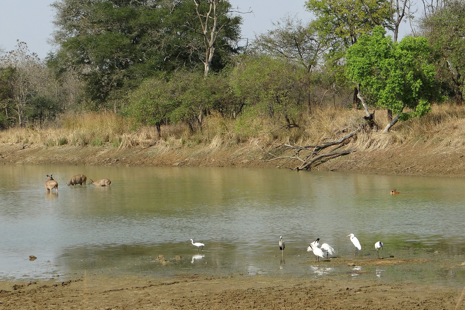 Tadoba - Sambar herten Tijdens onze tweede gamedrive in Tadoba nationaal park stopten we bij de Panchdhara waterpoel en in het midden van het poel waren 3 sambar herten aan het drinken. Plotseling zagen we een tijgerin uit het hoge gras komen en stilletjes in het water sluipen. Wat volgde was een van de meest spannende en verbazingwekkende gebeurtenissen in de natuur dat ik ooit heb meegemaakt. Stefan Cruysberghs